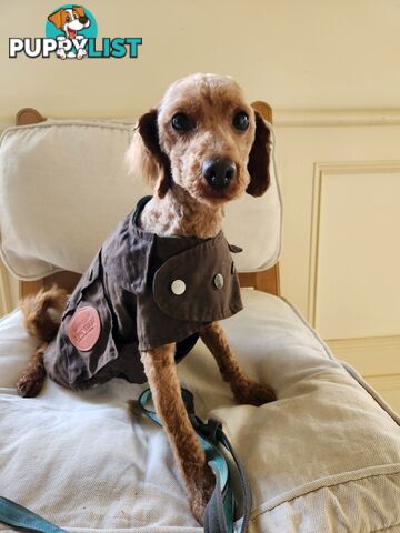 Toy Poodle Stud for Sale