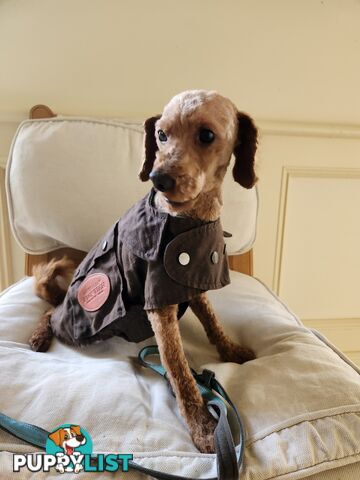 Toy Poodle Stud for Sale