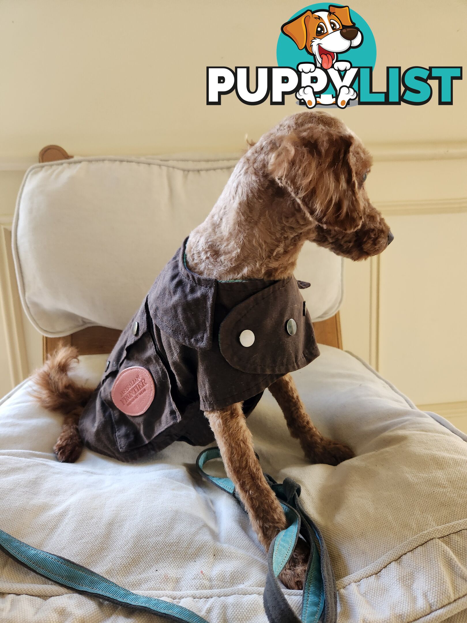 Toy Poodle Stud for Sale