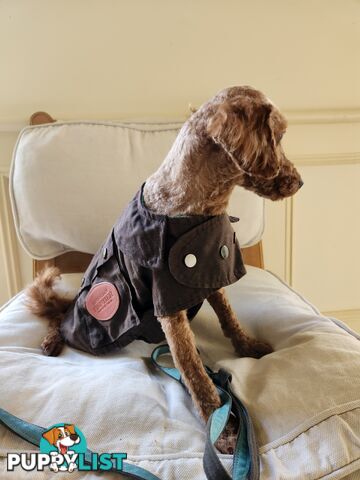 Toy Poodle Stud for Sale