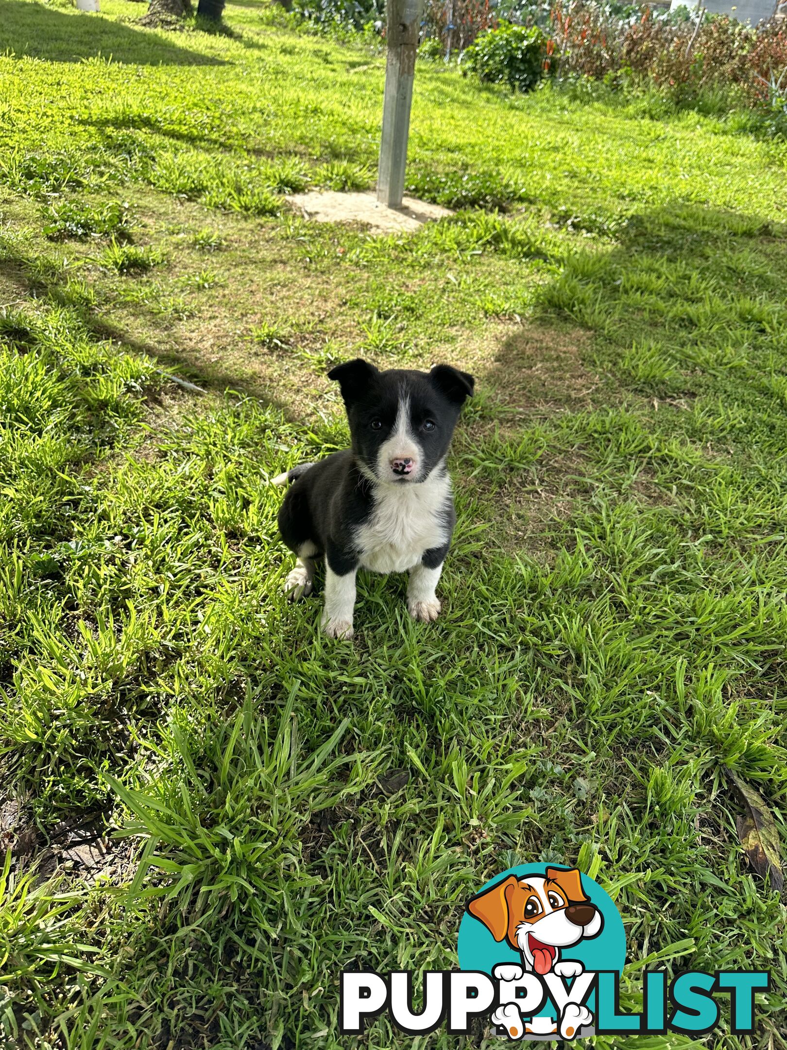 Border Collie Female Puppy