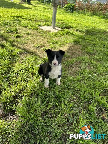 Border Collie Female Puppy