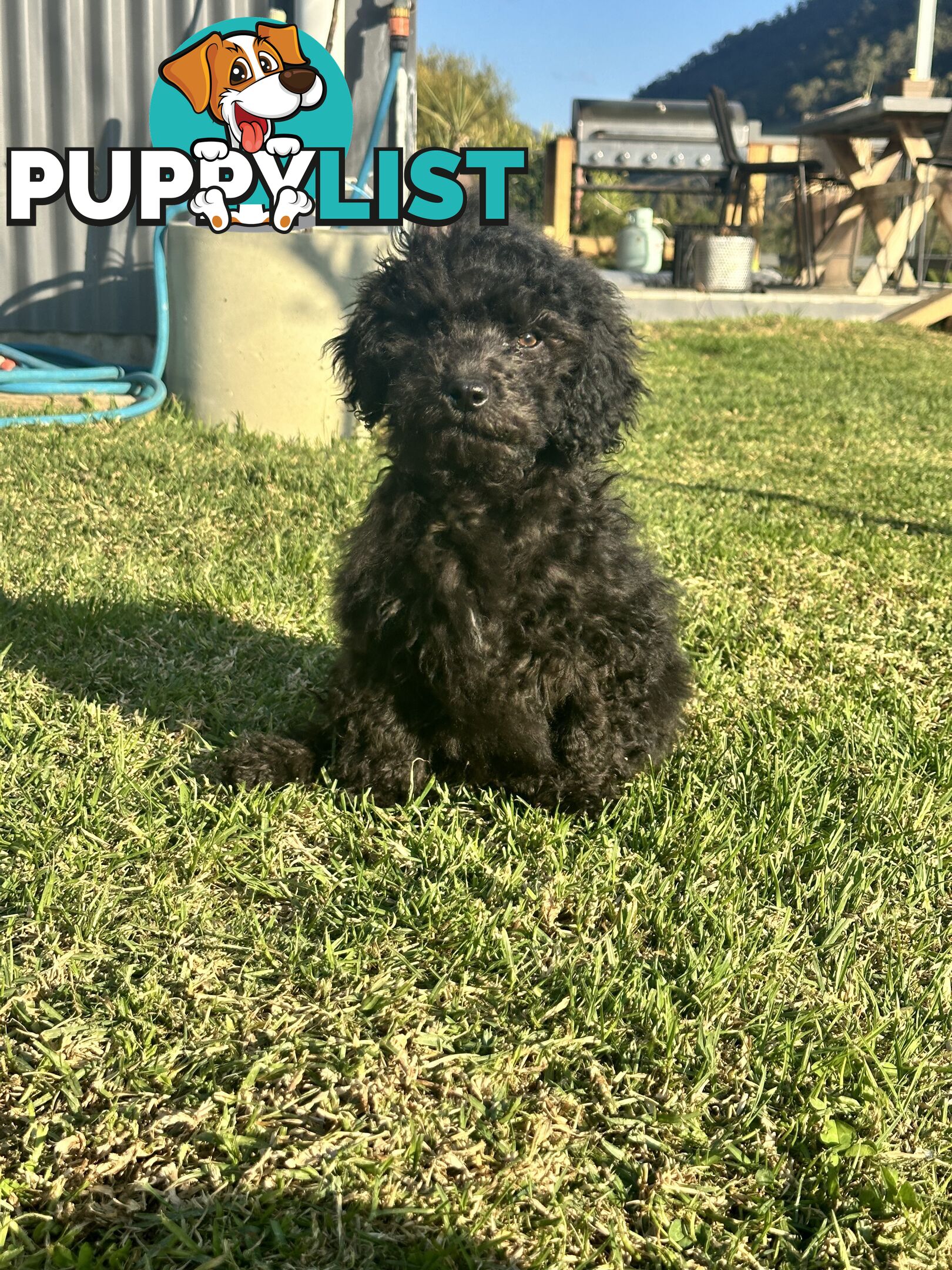 Labradoodles (mini) multi Gen