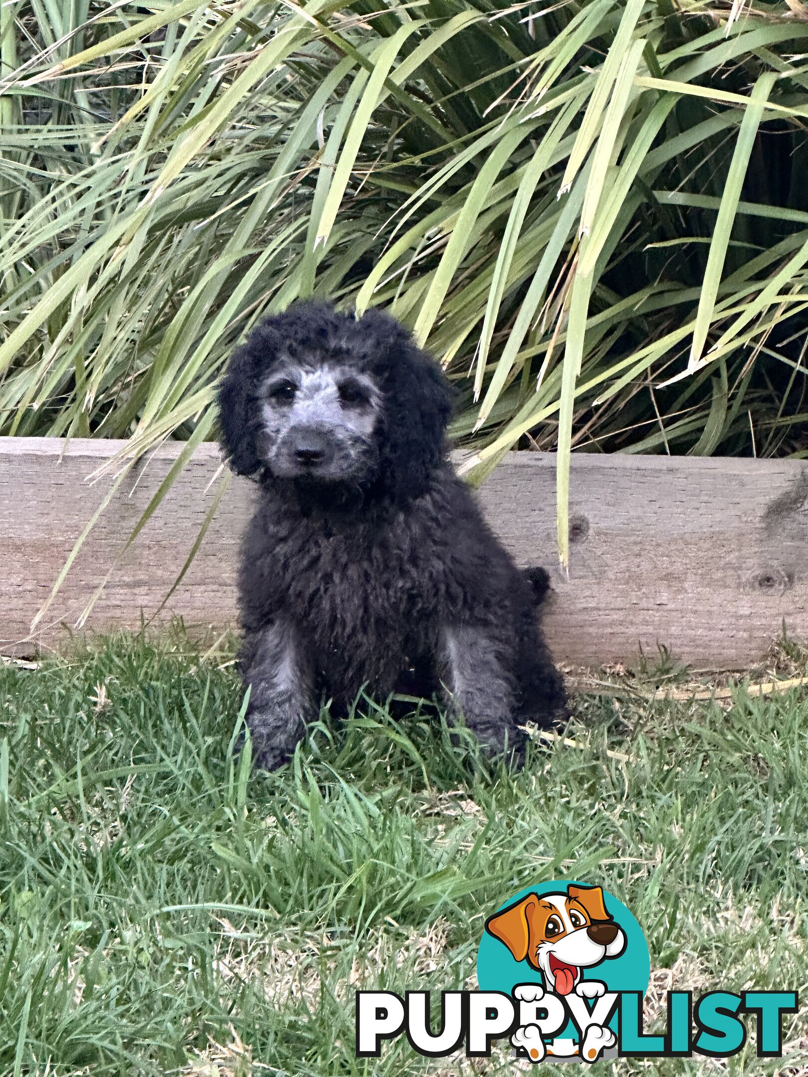 Labradoodles (mini) multi Gen