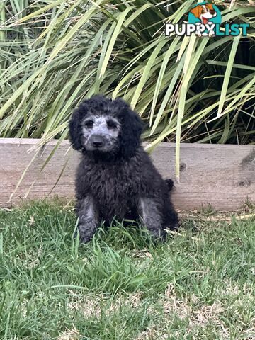 Labradoodles (mini) multi Gen