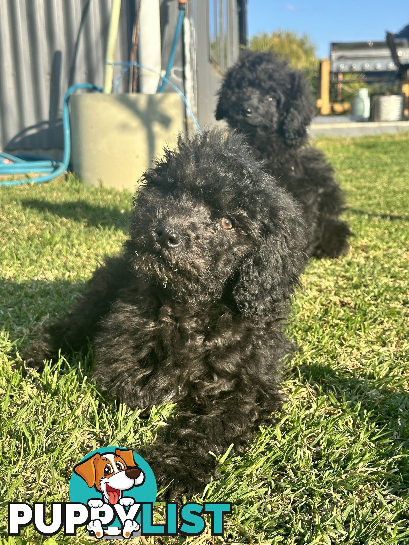 Labradoodles (mini) multi Gen