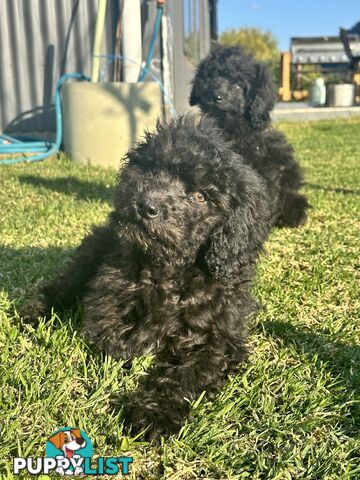 Labradoodles (mini) multi Gen