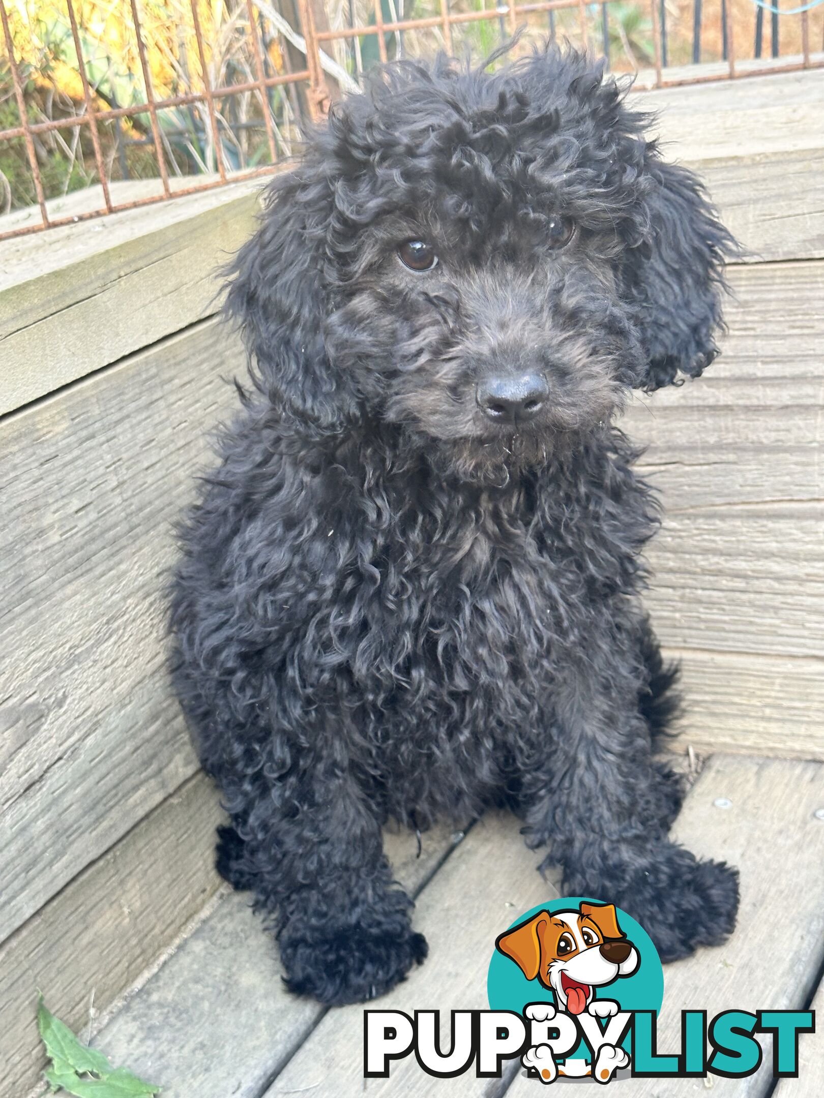 Labradoodles (mini) multi Gen