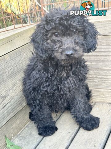 Labradoodles (mini) multi Gen