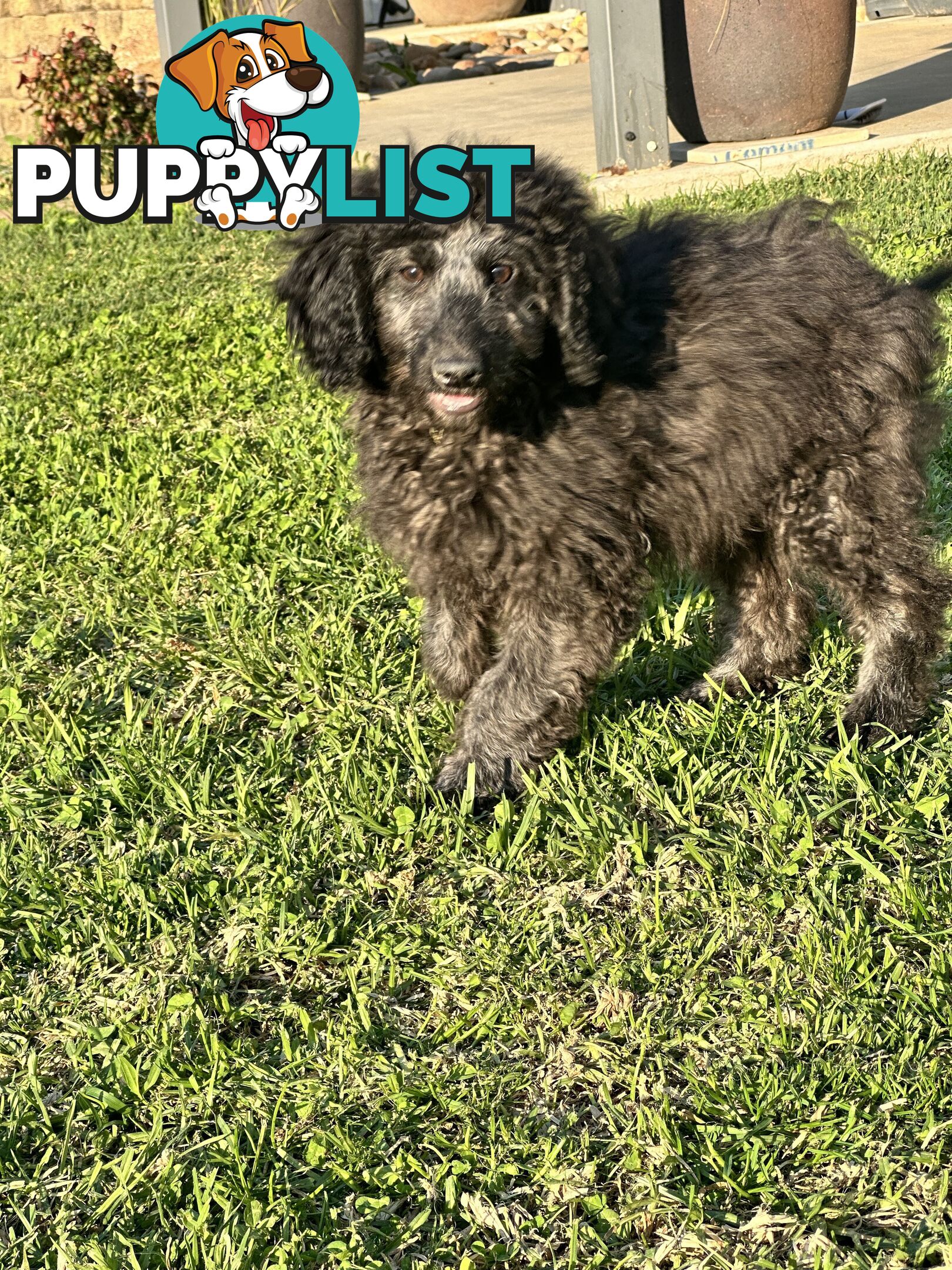 Labradoodles (mini) multi Gen