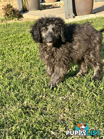 Labradoodles (mini) multi Gen