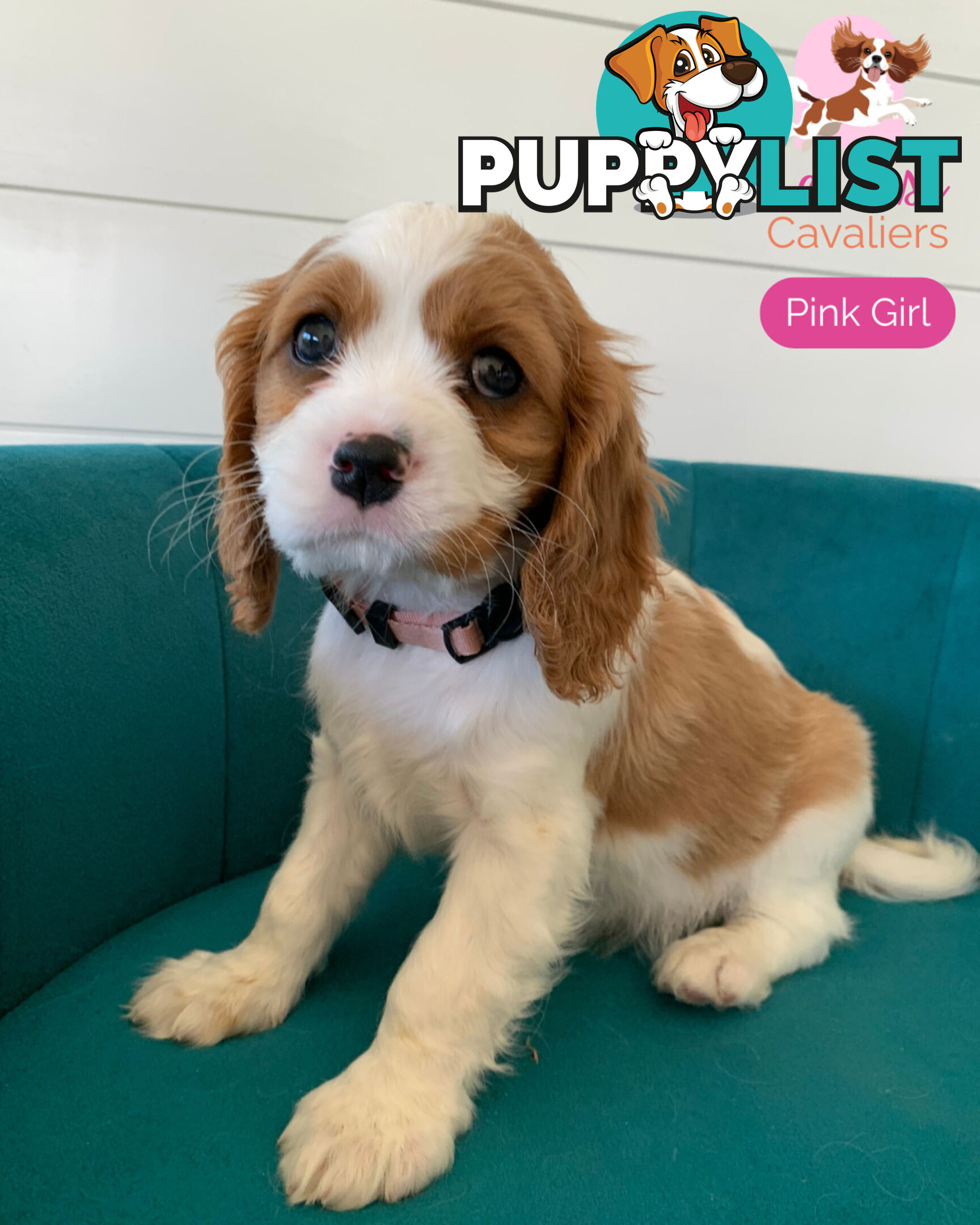 Purebred Cavalier King Charles Spaniel Puppies