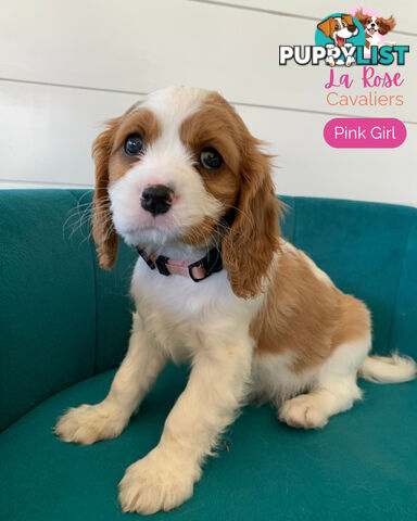 Purebred Cavalier King Charles Spaniel Puppies