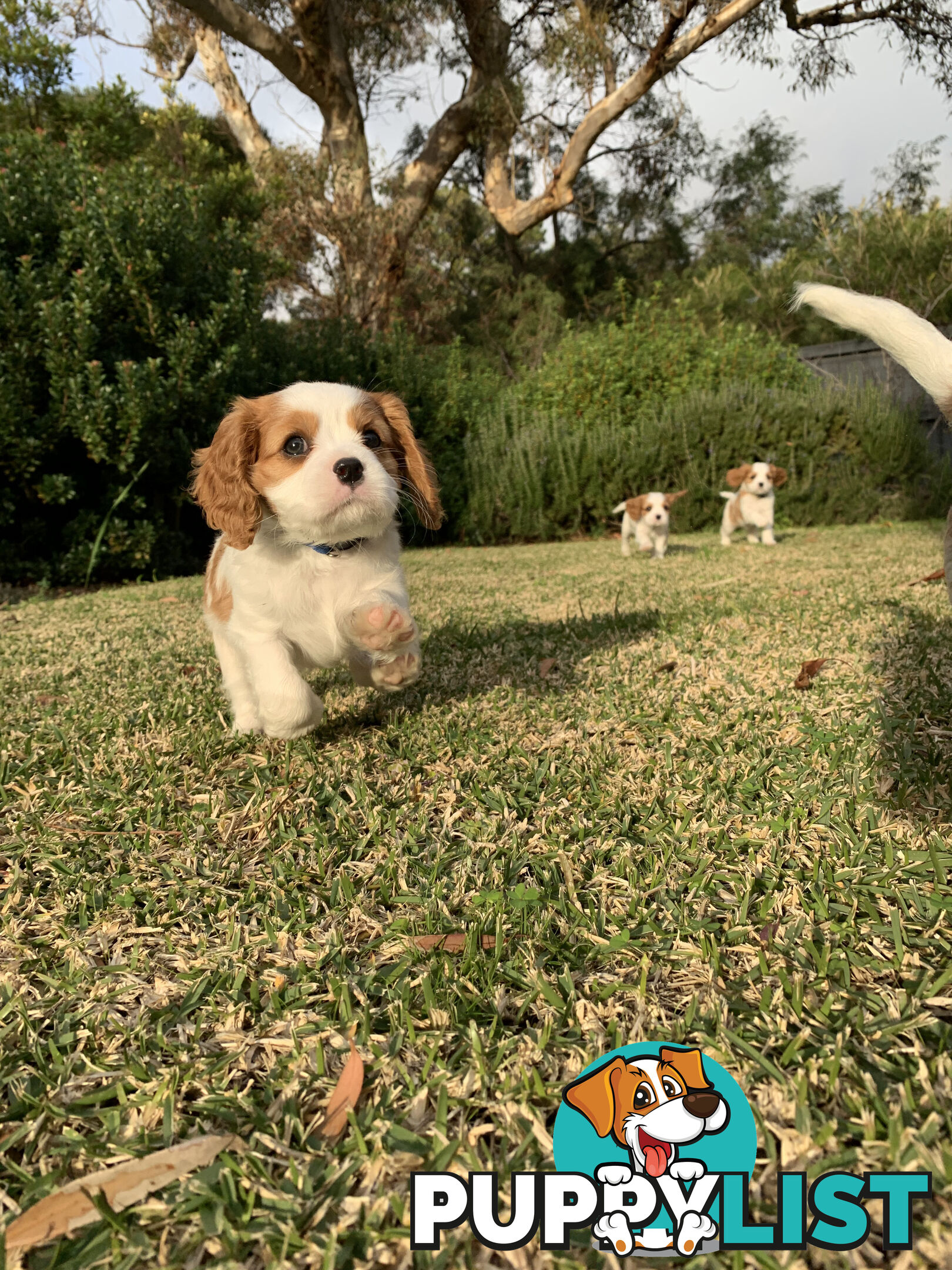 Purebred Cavalier King Charles Spaniel Puppies