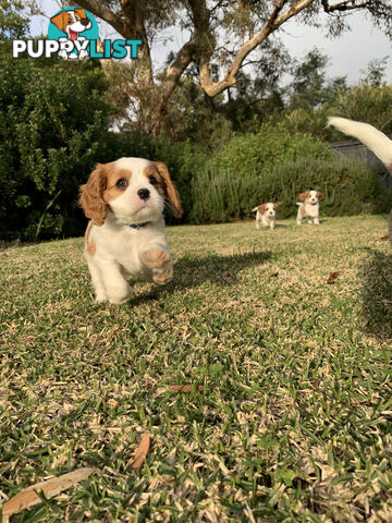 Purebred Cavalier King Charles Spaniel Puppies