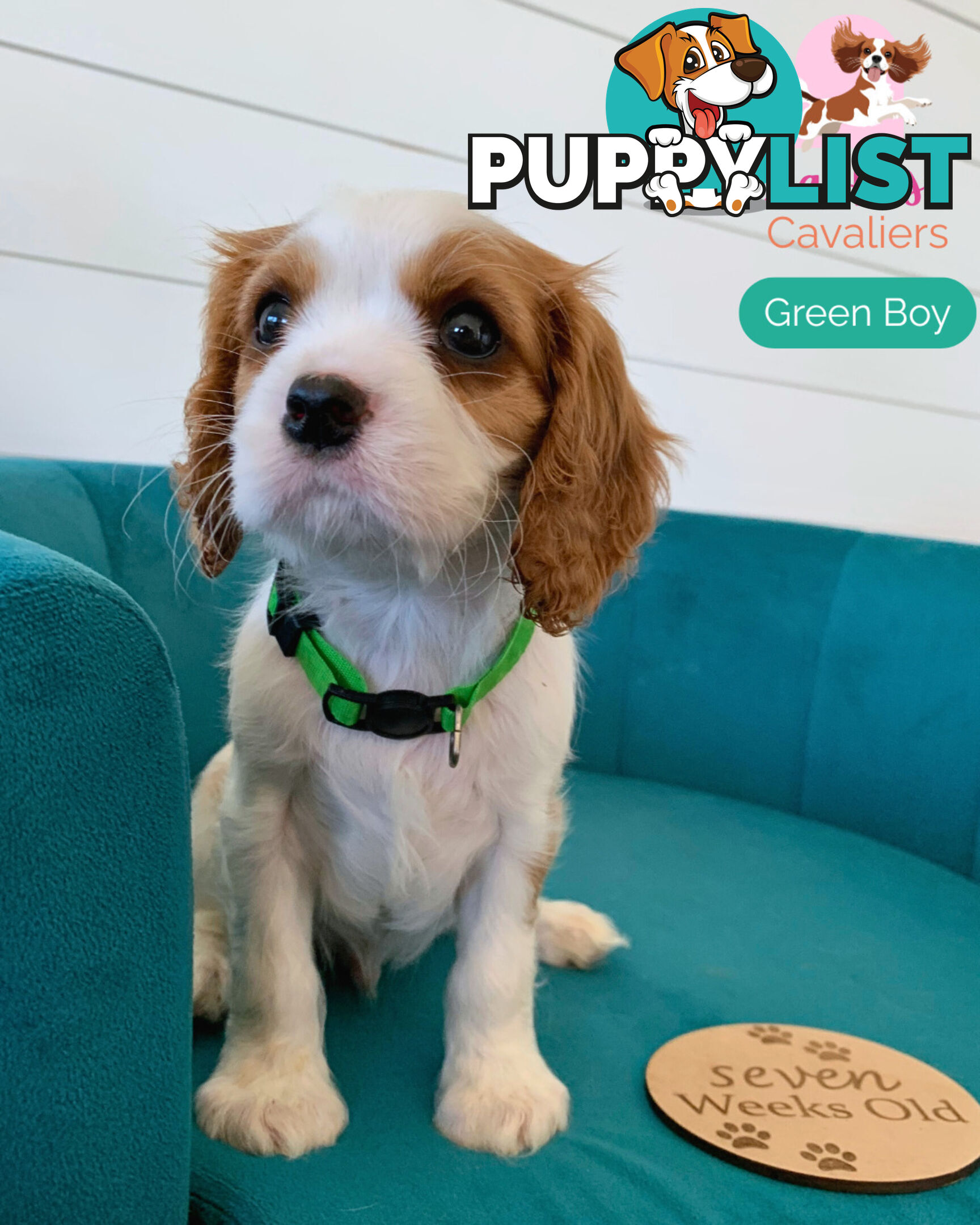Purebred Cavalier King Charles Spaniel Puppies