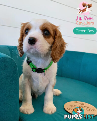 Purebred Cavalier King Charles Spaniel Puppies