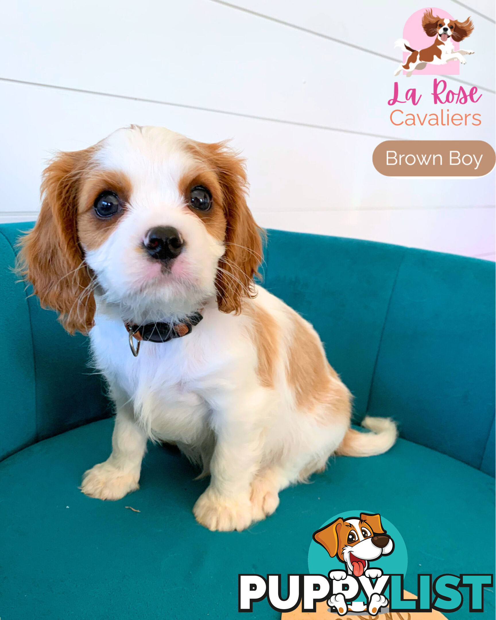 Purebred Cavalier King Charles Spaniel Puppies