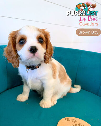 Purebred Cavalier King Charles Spaniel Puppies