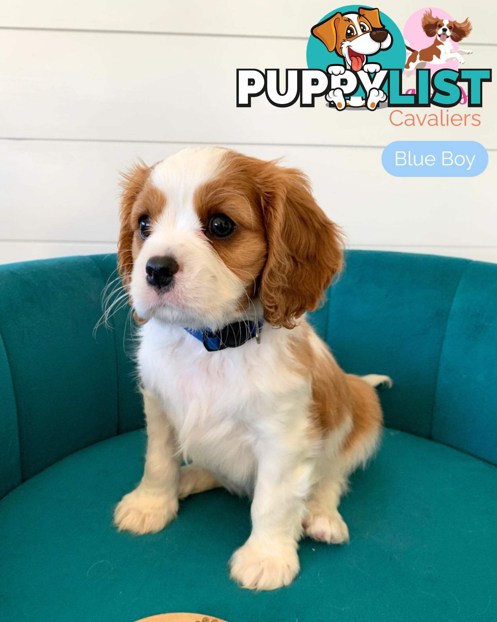 Purebred Cavalier King Charles Spaniel Puppies