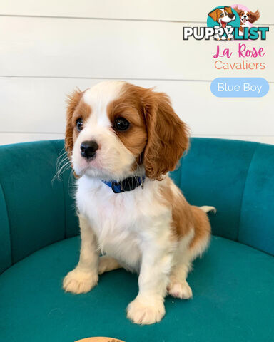 Purebred Cavalier King Charles Spaniel Puppies