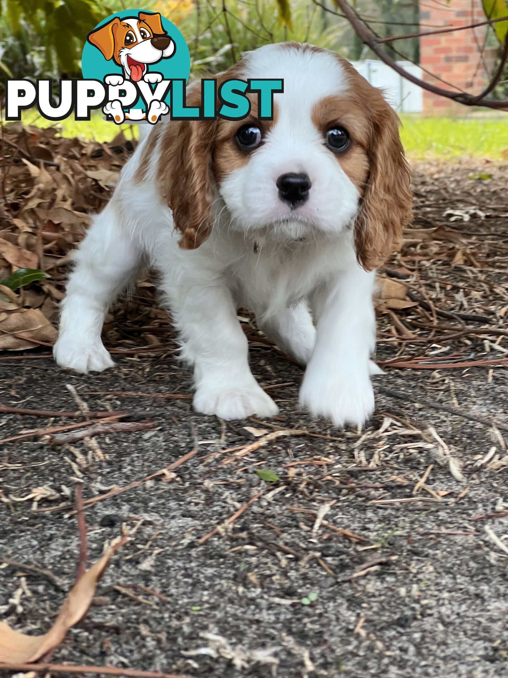 Purebred Cavalier King Charles Spaniel Puppies