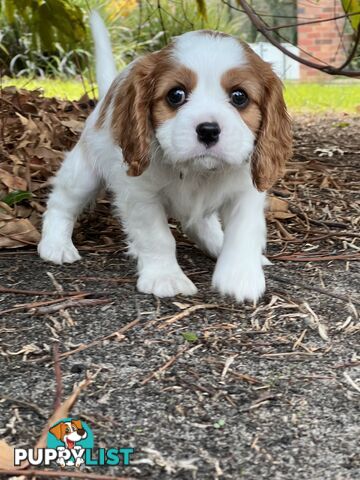 Purebred Cavalier King Charles Spaniel Puppies