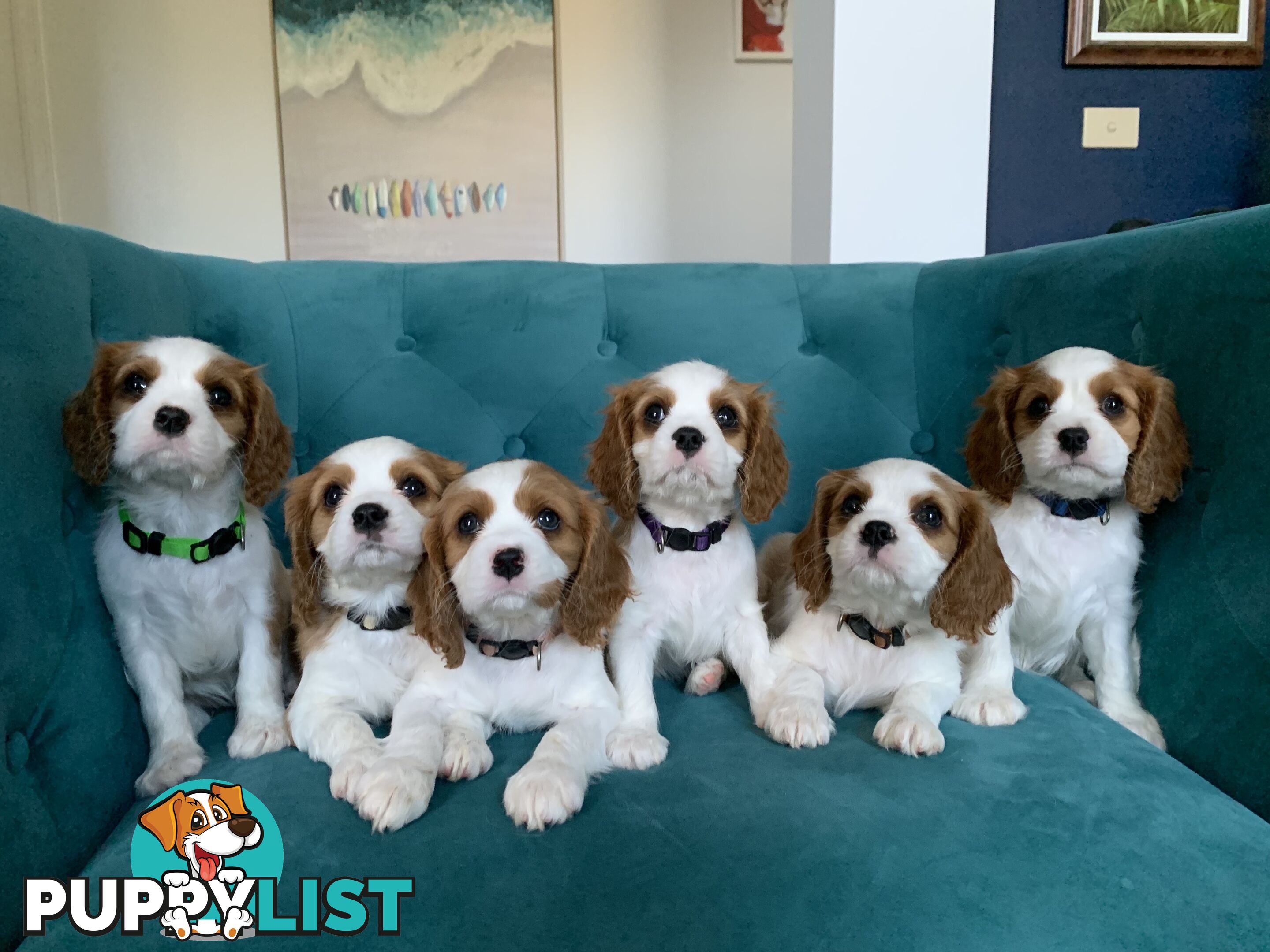 Purebred Cavalier King Charles Spaniel Puppies