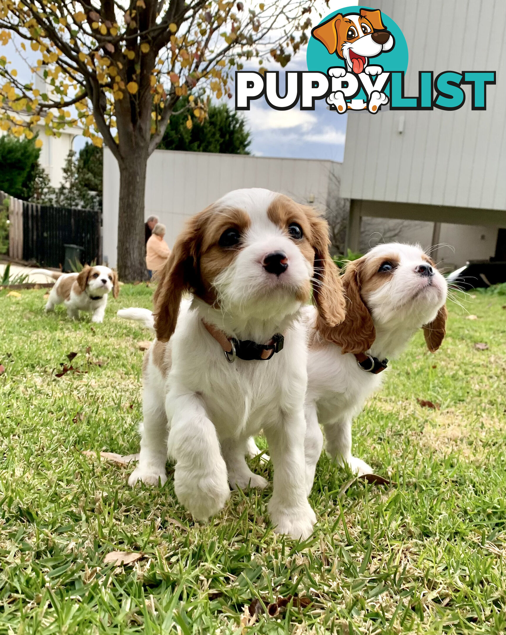 Purebred Cavalier King Charles Spaniel Puppies