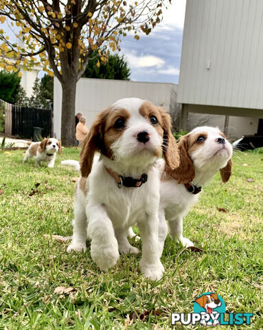 Purebred Cavalier King Charles Spaniel Puppies