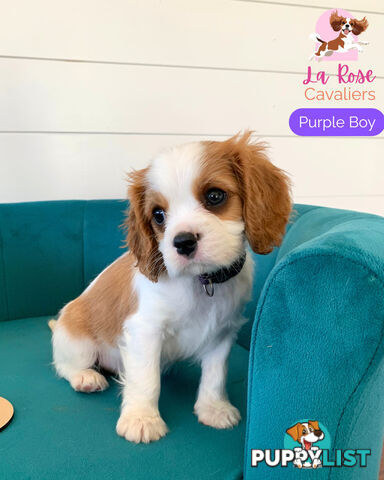 Purebred Cavalier King Charles Spaniel Puppies