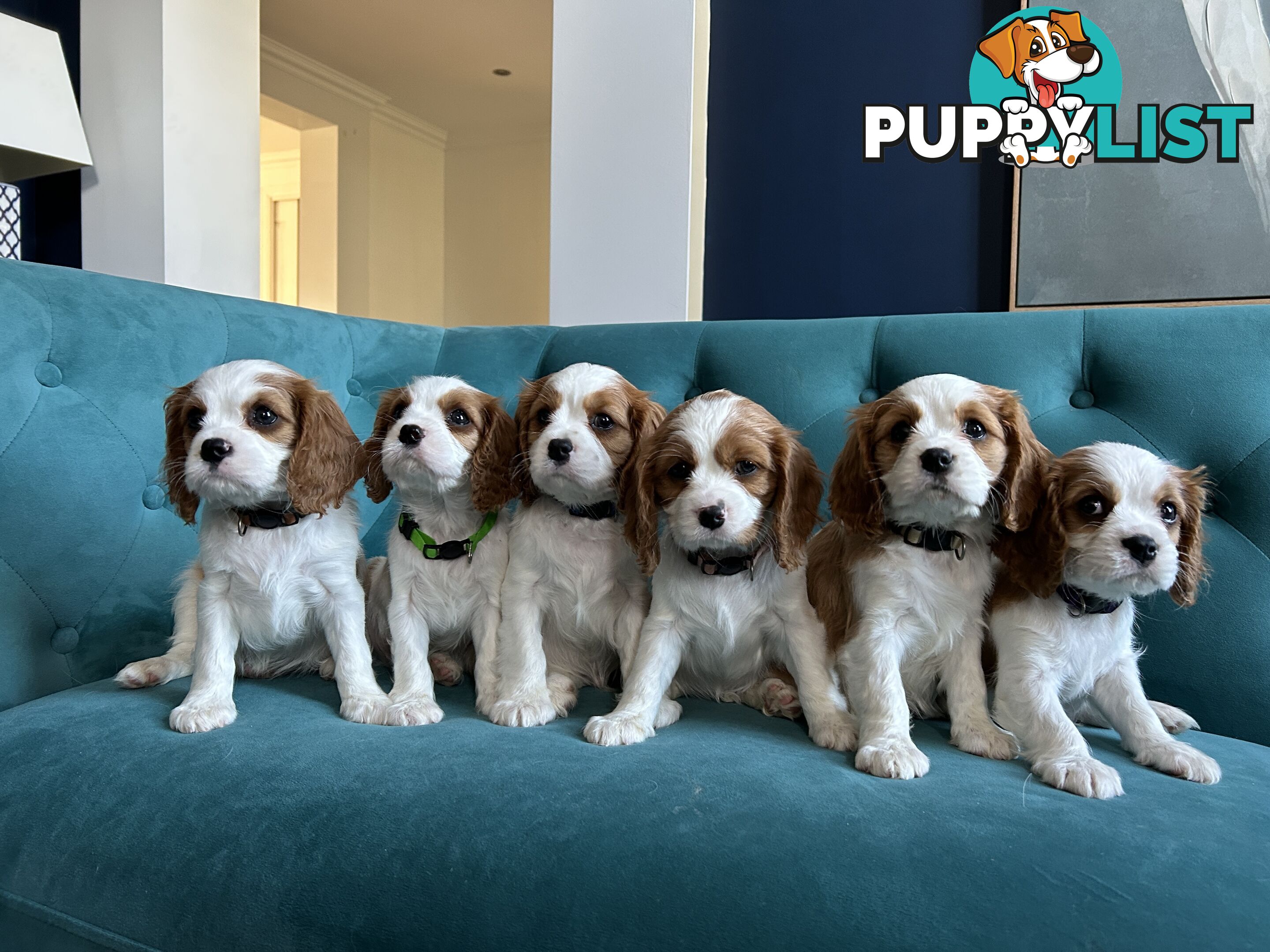 Purebred Cavalier King Charles Spaniel Puppies