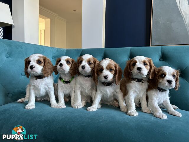 Purebred Cavalier King Charles Spaniel Puppies