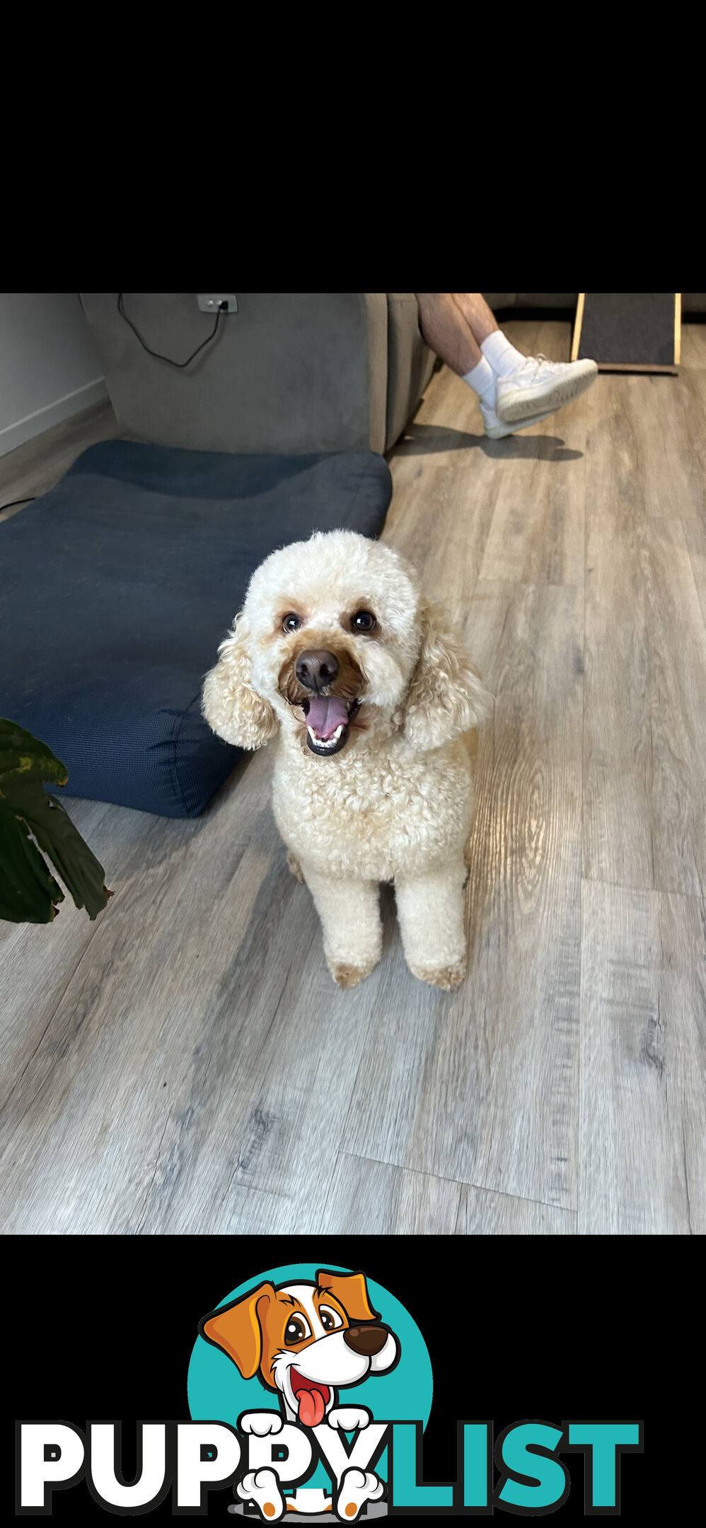 Mini Labradoodles