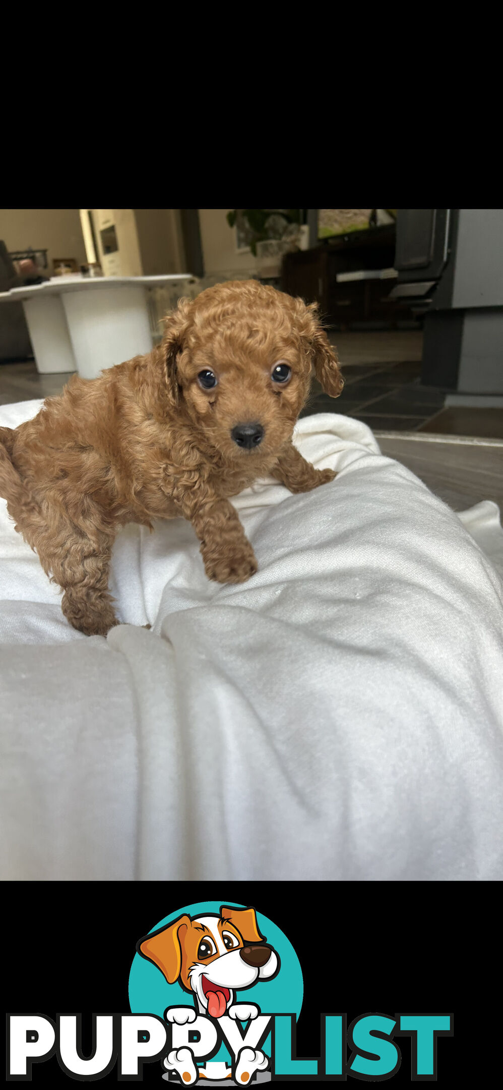 Mini Labradoodles