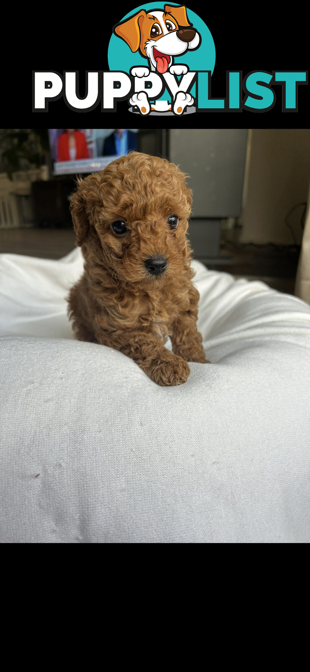 Mini Labradoodles