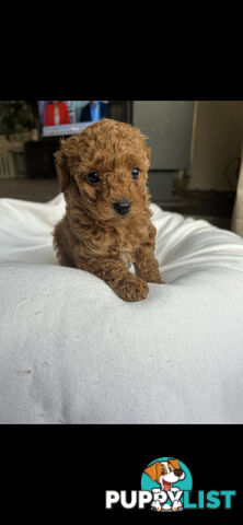 Mini Labradoodles