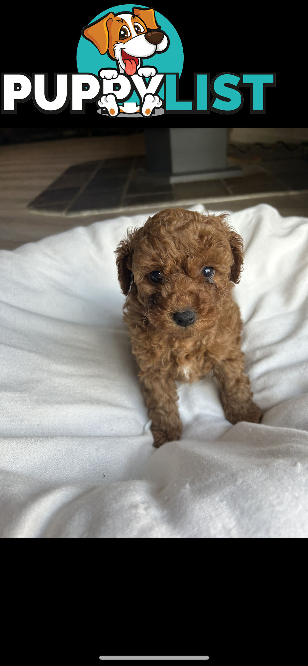 Mini Labradoodles