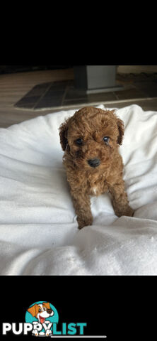 Mini Labradoodles