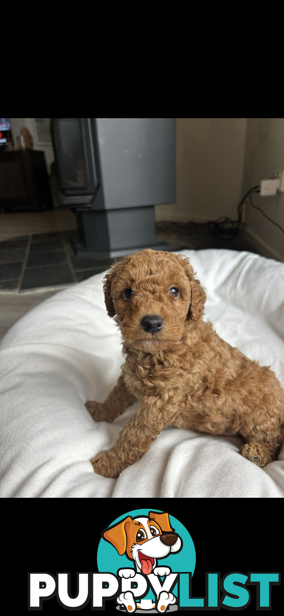 Mini Labradoodles