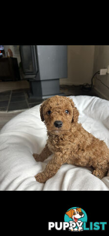 Mini Labradoodles