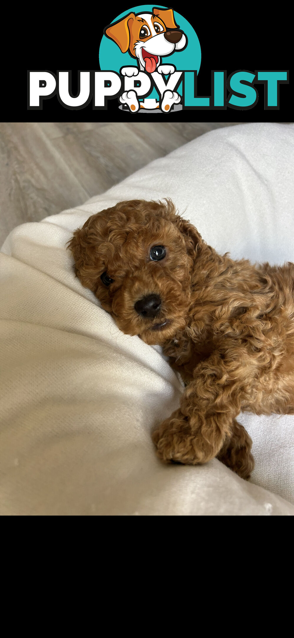 Mini Labradoodles