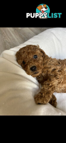 Mini Labradoodles