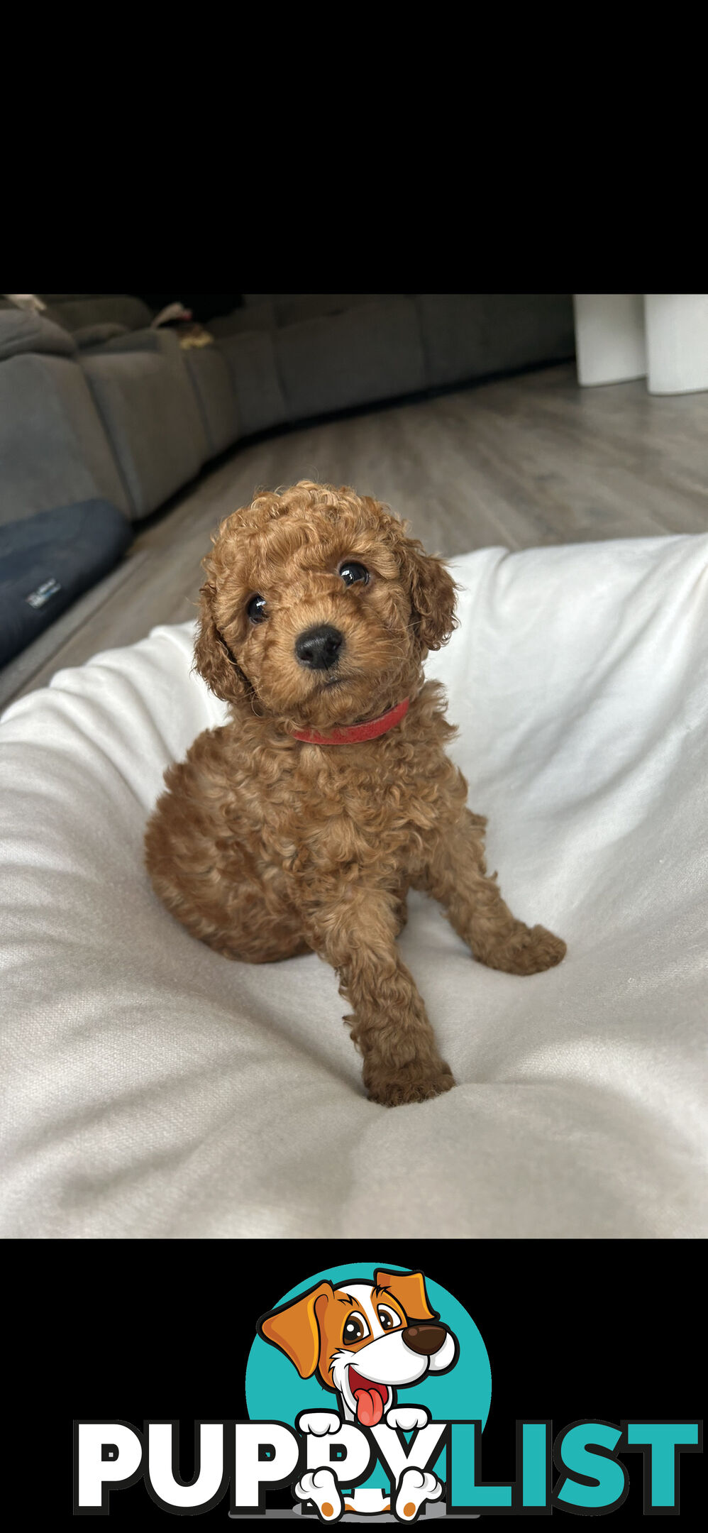 Mini Labradoodles