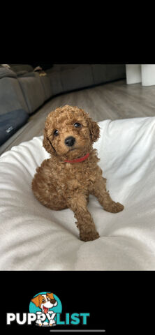 Mini Labradoodles