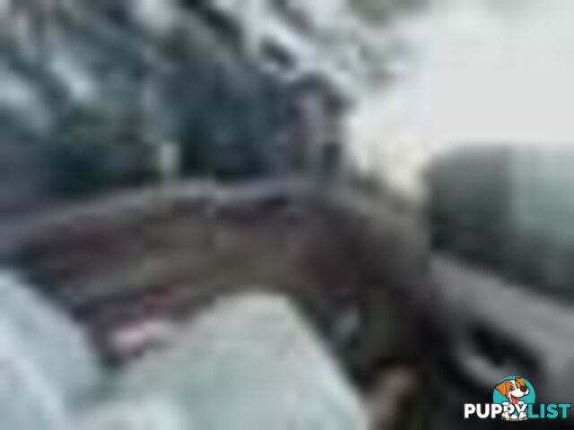 2004 Ford F250 Xlt Wrecking (Silver) and have others 1969-2021