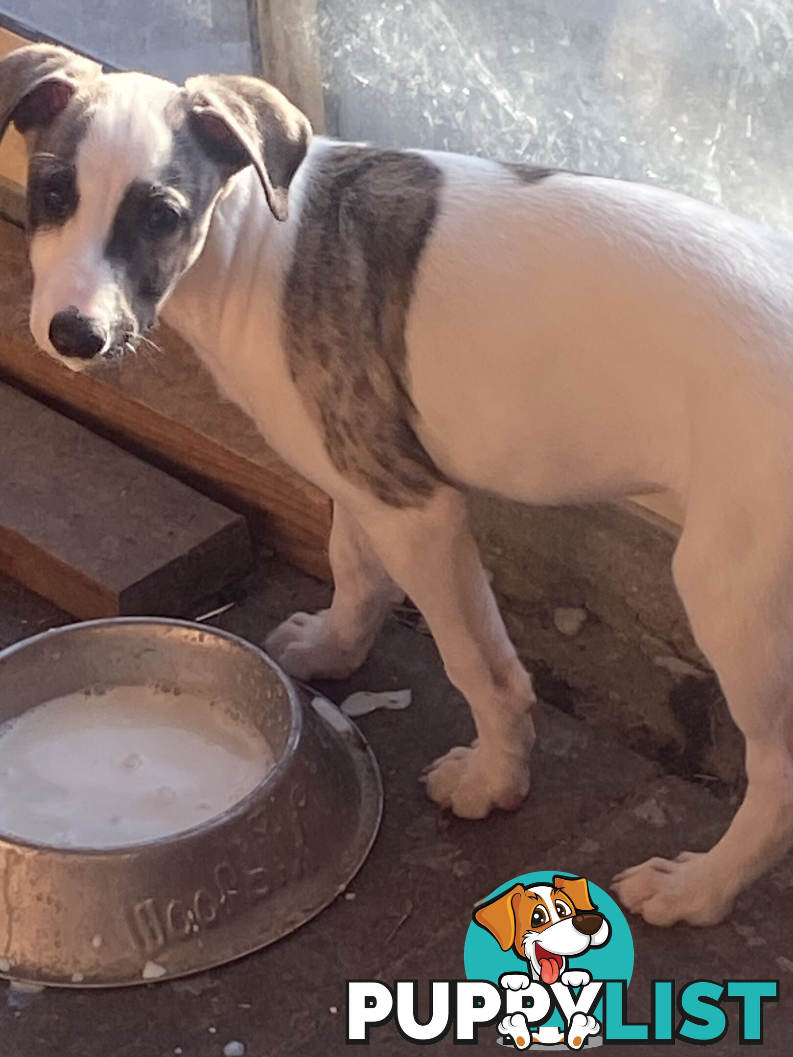 Pure bred Whippet puppies