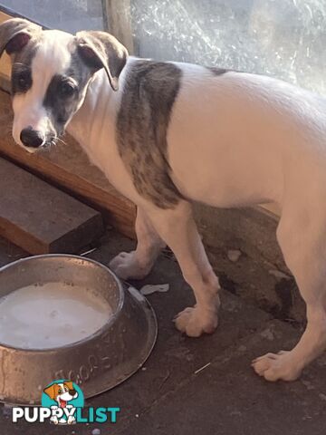 Pure bred Whippet puppies