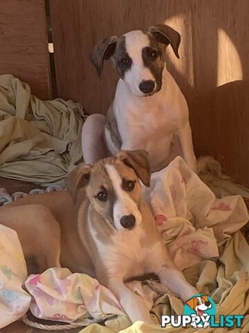 Pure bred Whippet puppies