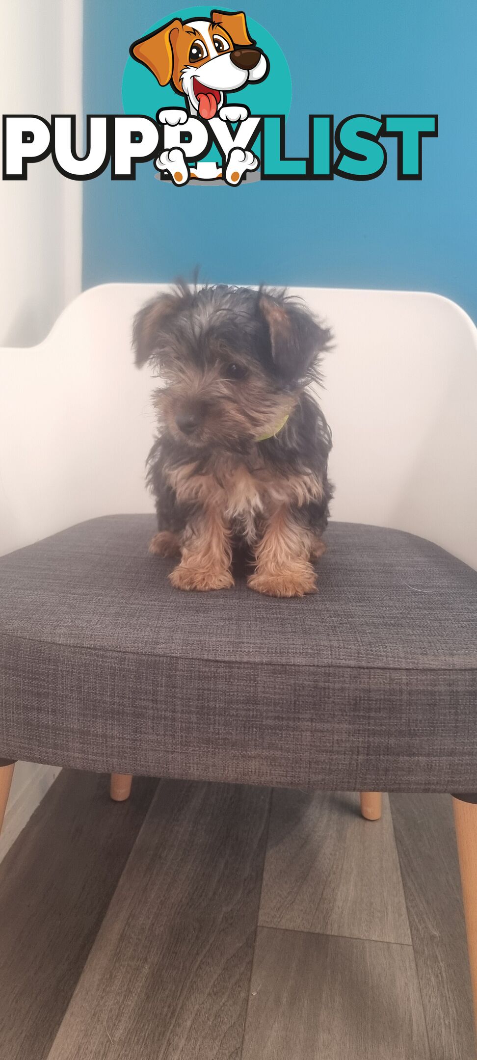 Australian Silky Terrier